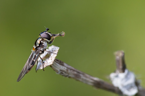 Perched with precision by ABPhotography, Image 1.
