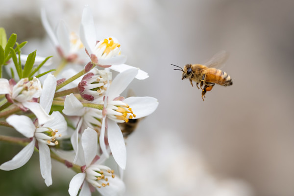 Flight of the honey bee by ABPhotography, Image 1.