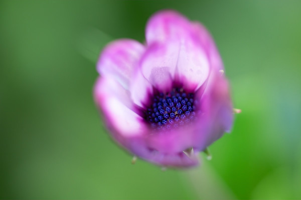 Petal palette by EB Photography