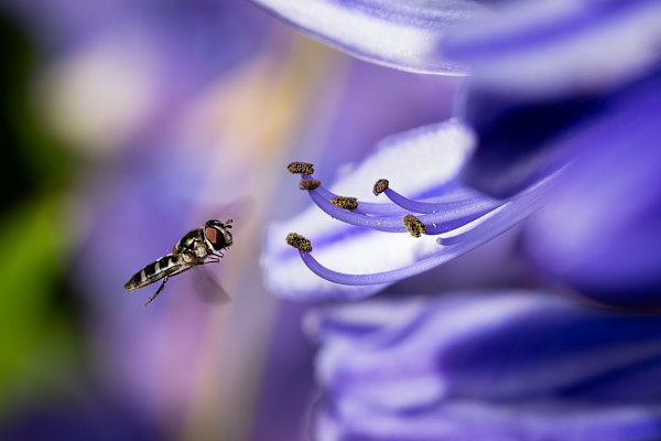 Hovering hoverfly by ABPhotography, Image 1.