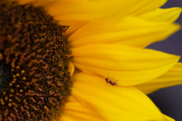 Ant sunflower by EB. Photography
