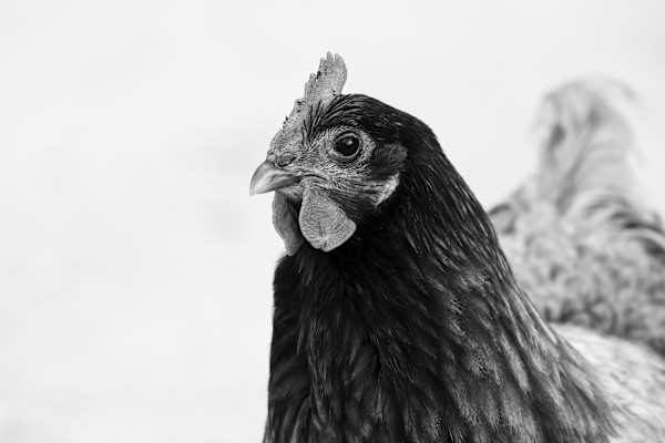 Rooster portrait by EB Photography