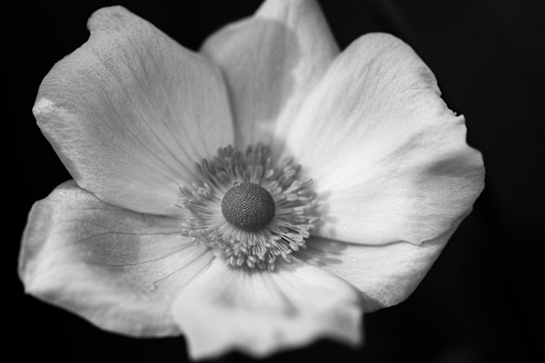 Dew drop poppy by ABPhotography, Image 1.
