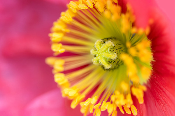 Iceland Poppy by EB Photography