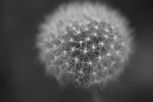 Dandelion by EB. Photography