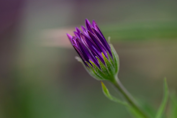Painted Marguerite by EB Photography