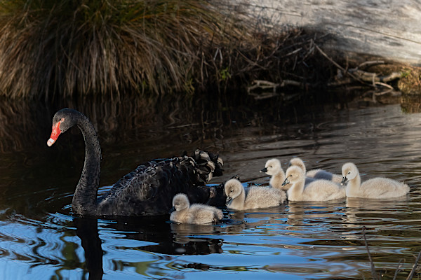 Swan and Cygnets by EB Photography