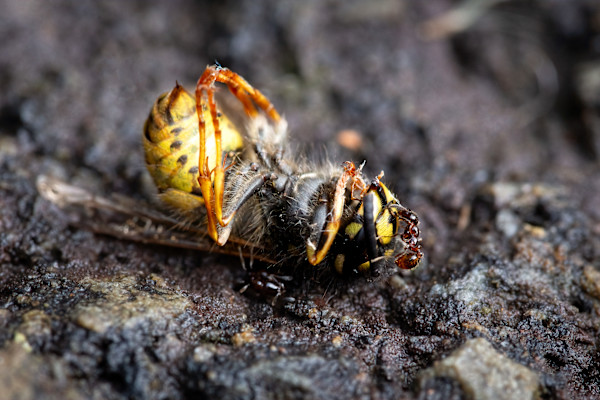 Snack attack by EB Photography
