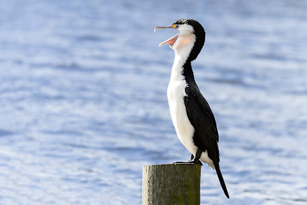 Let the fish fly in! by EB Photography