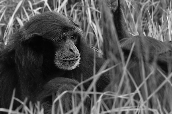 Gibbons face to face by EB. Photography
