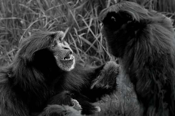 Grumpy Gibbon by ABPhotography, Image 1.