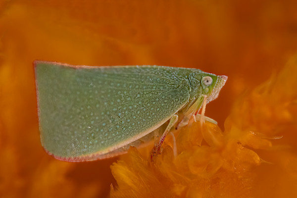 Planthopper in a sea of orange by EB. Photography