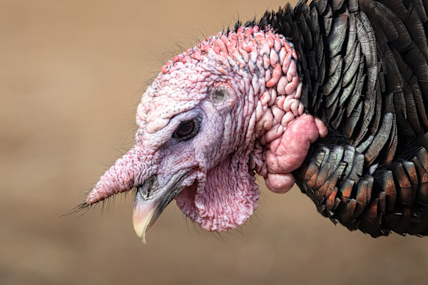 Wild Turkey portrait by EB Photography