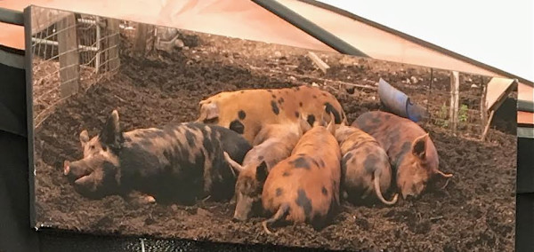 Pigs by Fran Gardino