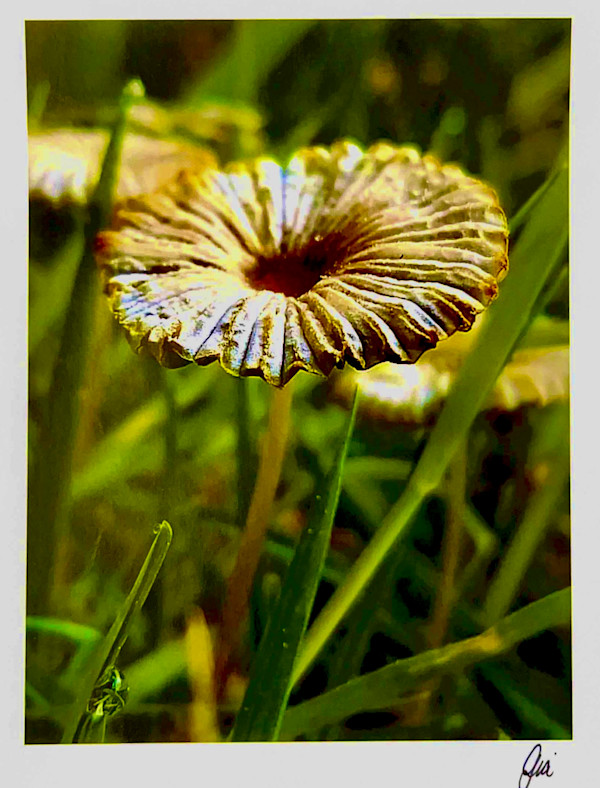 Spring Series by Gia Stull, Image 1.