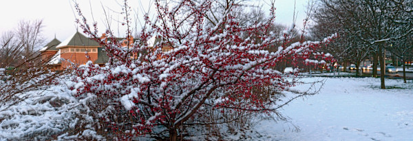 Snow Berries  Along the Charles by Fran Gardino, Image 1.