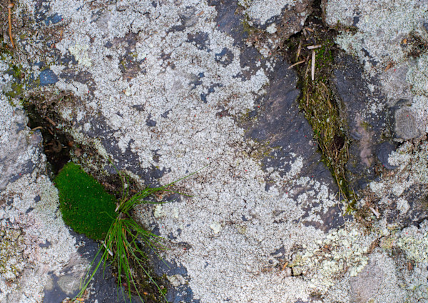 Chestnut Hill Reservoir_2 by Mary Gillis, Image 1.