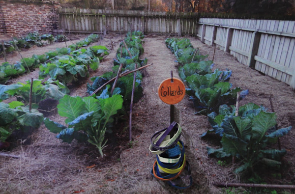 Collards by Sarah Berry