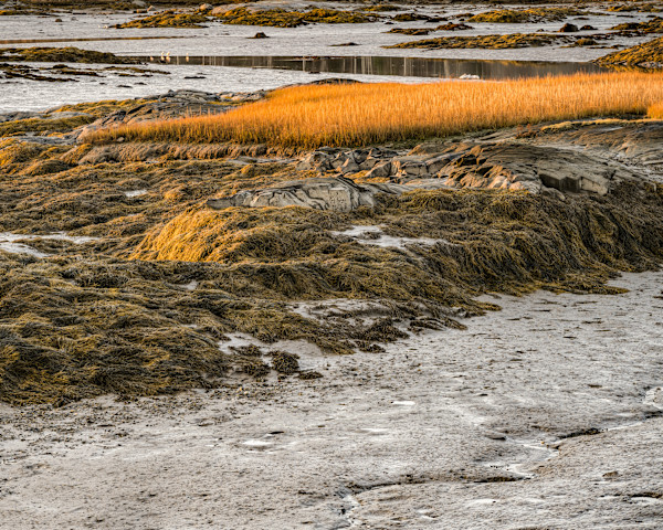 Maine Golden Grass 2 by Raphael Warshaw