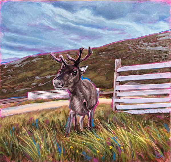 Cairn Gorm Reindeer by Connor Kouwenhoven