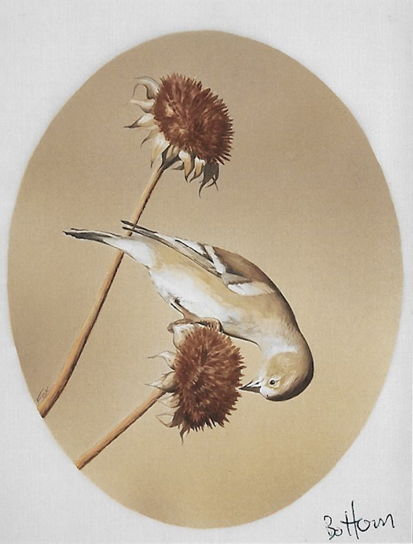 Golden Finch by Sean Fox