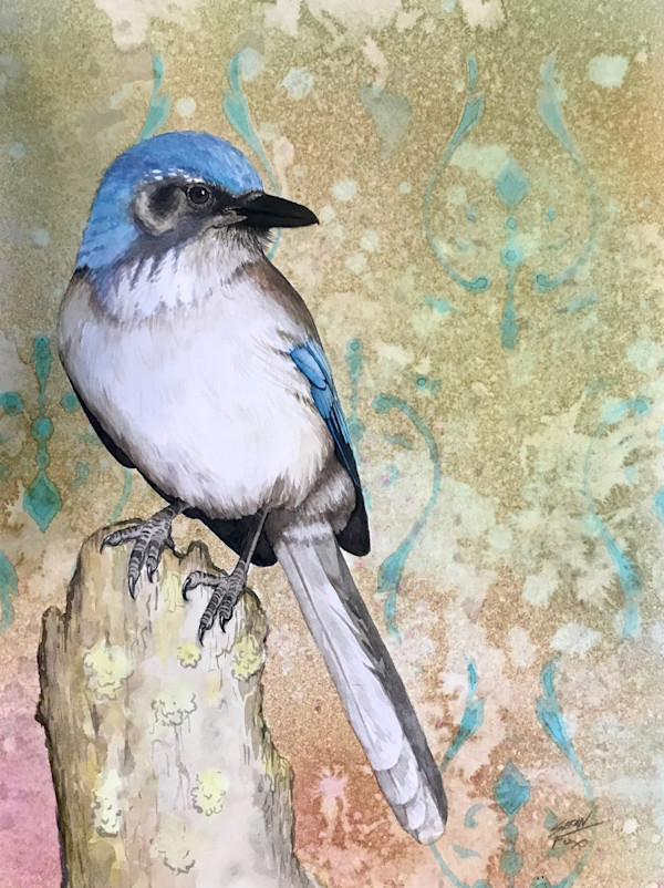 Western Scrub Jay 1 by Sean Fox