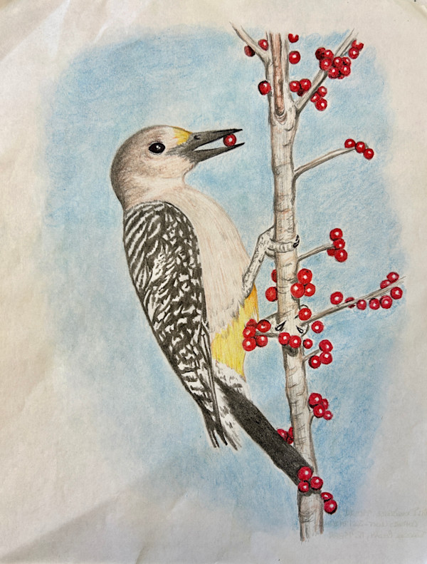 Yellow Crest Wood Pecker by "George's HomePage"