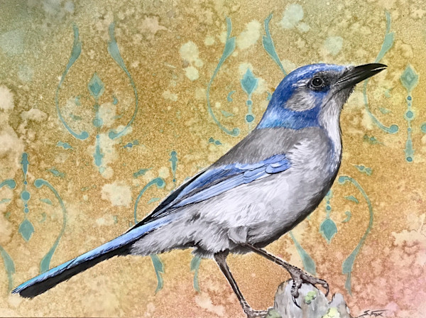 Western Scrub Jay 2 by Sean Fox