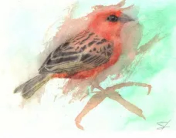 Red Fody Temper-Tantrum by Samson Loynachan