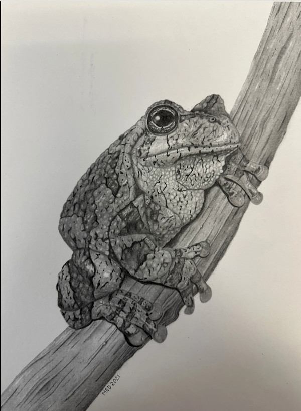Trill - Cape's Grey Treefrog by Michael E. Dorcas