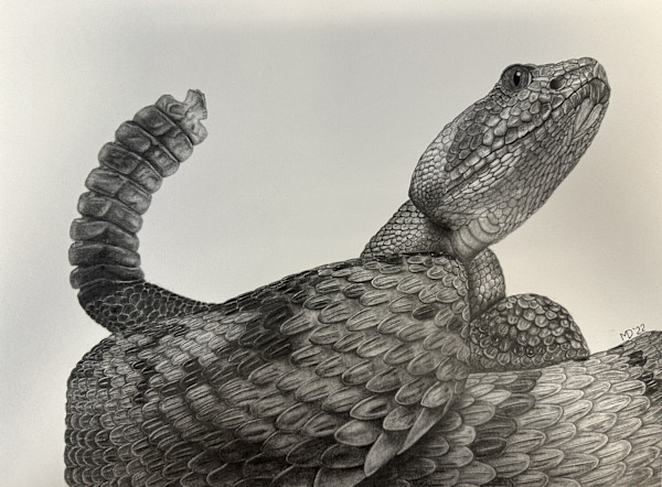 Stoic Vigilance - Eastern Black-tailed Rattlesnake by Michael E. Dorcas