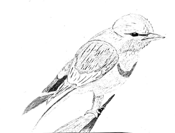 "Bird Eye" by D'Andre Morris