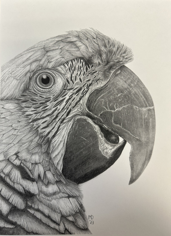 Jewel - Great Green Macaw by Michael E. Dorcas