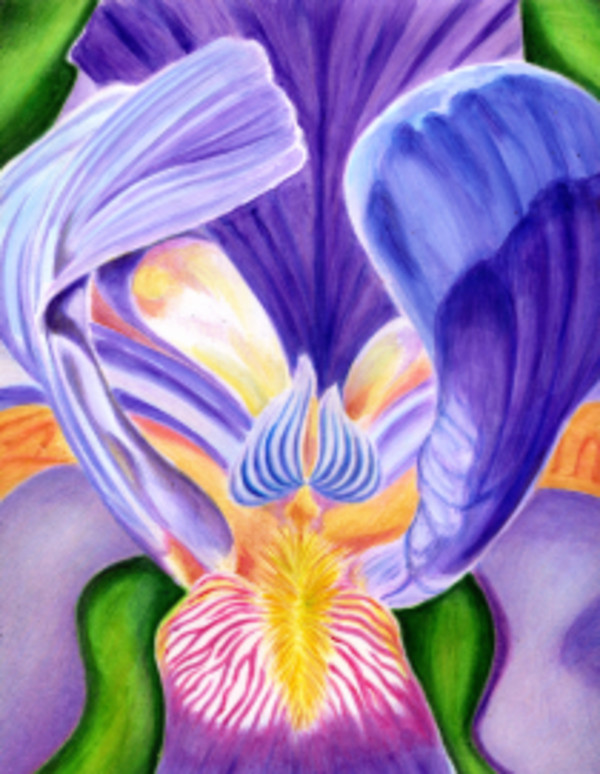 Bearded Iris by Rick Alvin Spooner