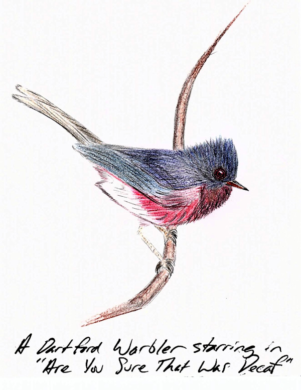 Dartford Warbler by Samson Loynachan