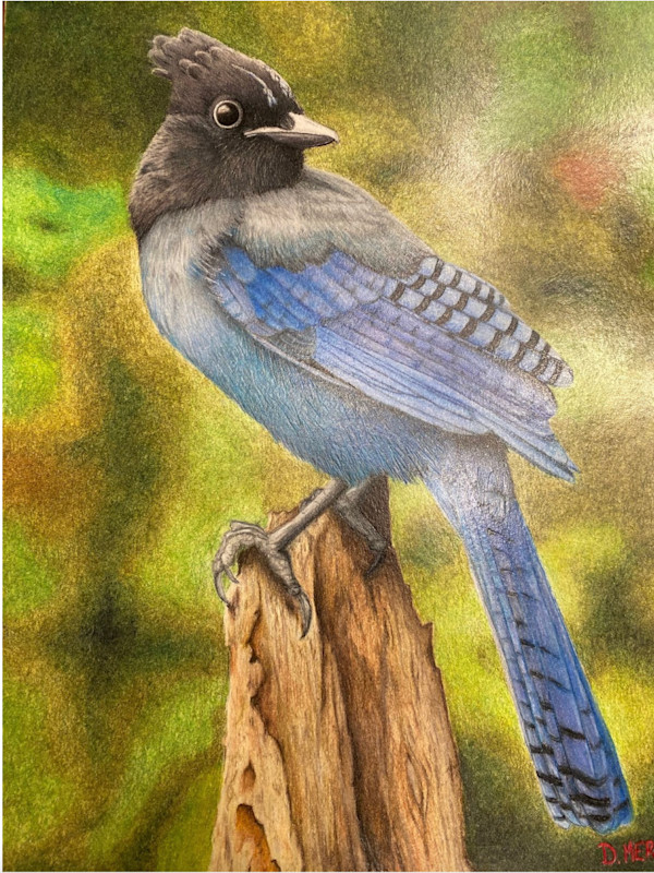 Steller's Jay by Dominique Merritt