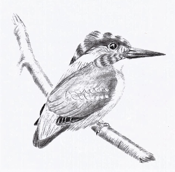 Kingfisher by Samson Loynachan