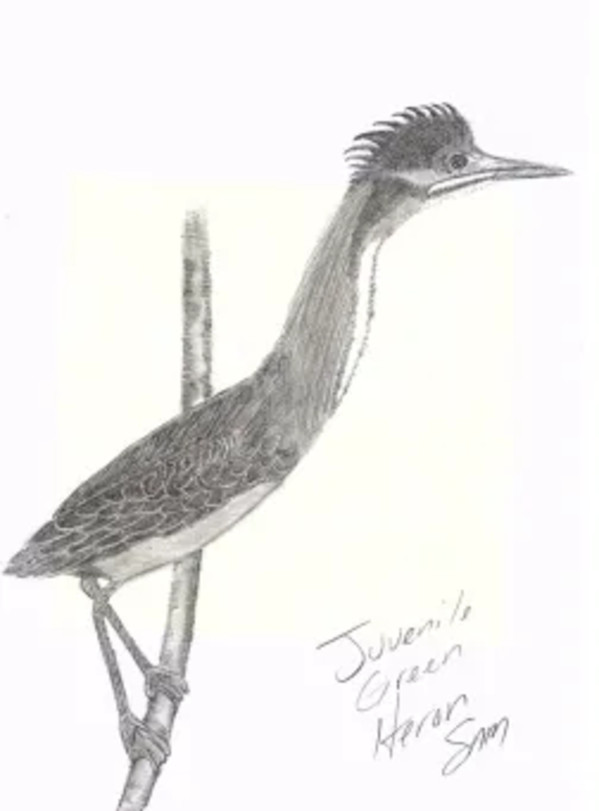 Juvenile Green Heron by Samson Loynachan