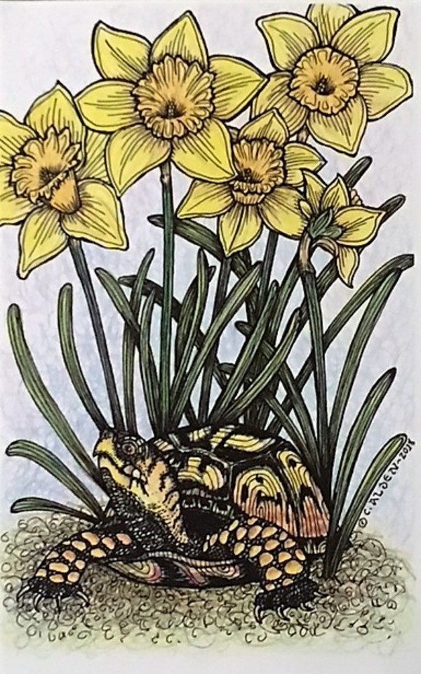 Untitled (Daffodils and Turtle) by Carole Alden