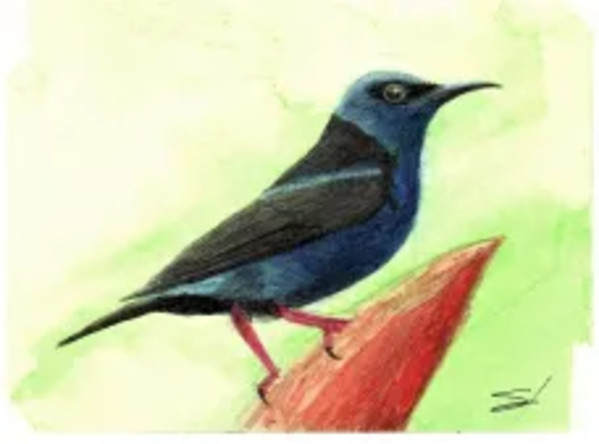 Crumpled Bird Sunbird by Samson Loynachan