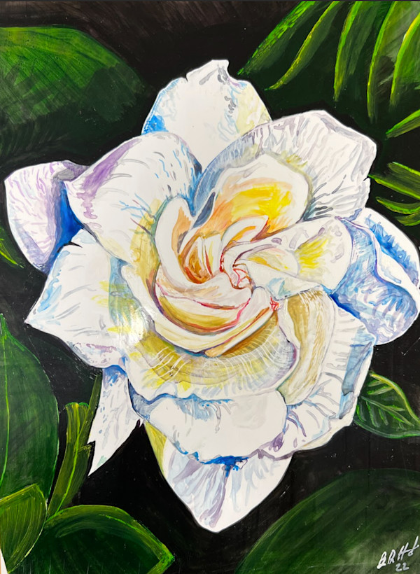 Gardenia by Brian Hindson