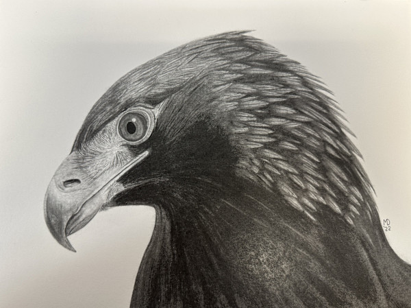 Regal - Golden Eagle by Michael E. Dorcas