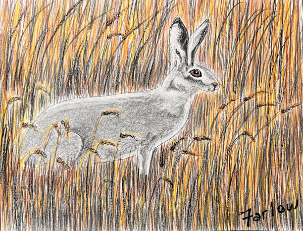 Not a Hare Out of Place by Gary K. Farlow