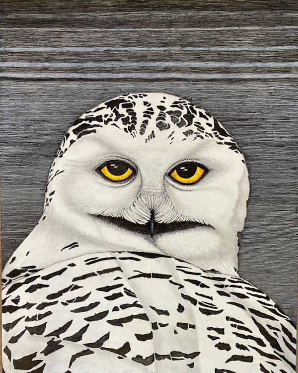 Snowy Owl by Jesse Kruze
