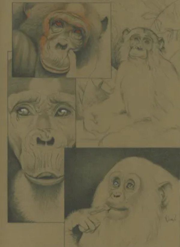 Chimps by Norman Wallace Jones Jr.