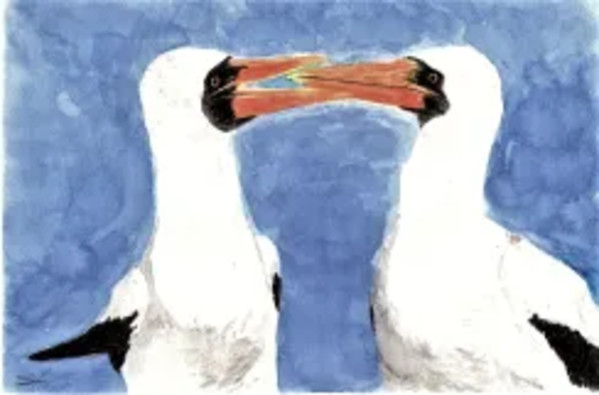 Nazca Boobies by Samson Loynachan