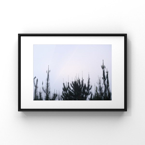 Sentinels by Daniel A'Vard