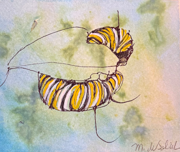 Monarch Caterpillar Study I by Margarete de Soleil