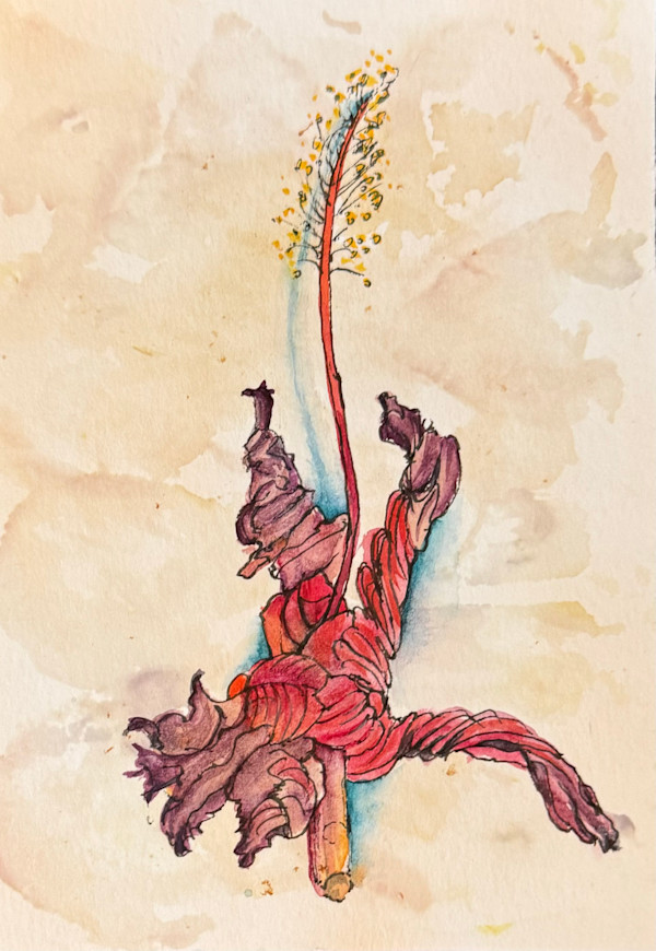 Dried Hibiscus Blossom by Margarete de Soleil