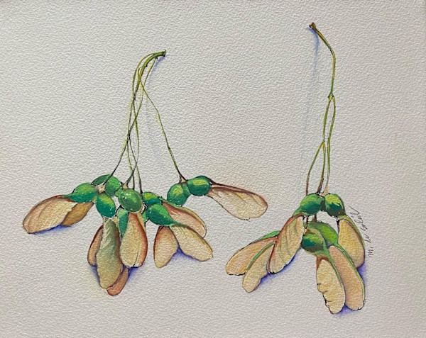 Maple Seeds by Margarete de Soleil